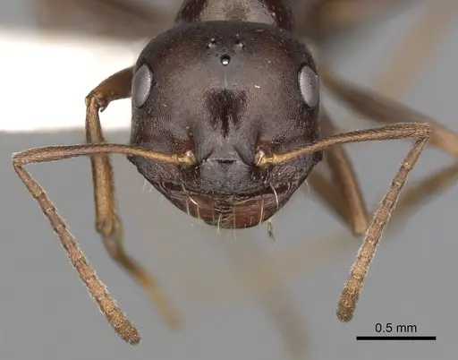 Melophorus wheeleri - CASENT0280503