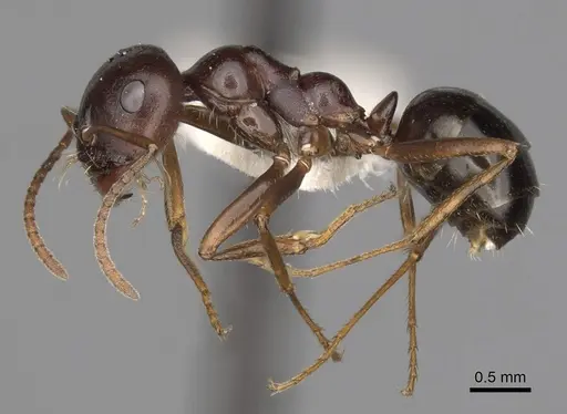 Melophorus wheeleri - CASENT0280503