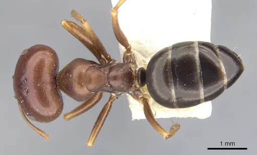 Melophorus wheeleri - CASENT0903262