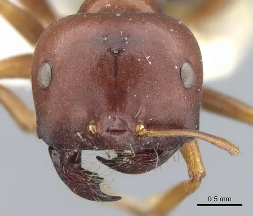 Melophorus wheeleri - CASENT0903262
