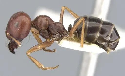 Melophorus wheeleri - CASENT0903262