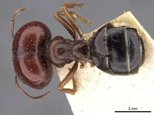Melophorus wheeleri - CASENT0909826