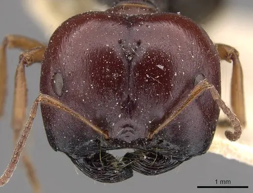 Melophorus wheeleri - CASENT0909826