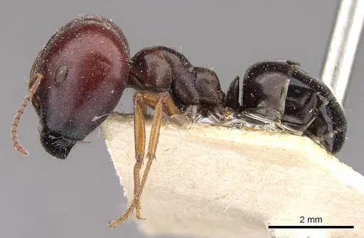 Melophorus wheeleri - CASENT0909826