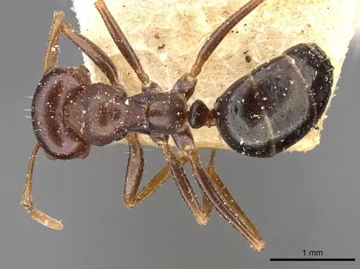 Melophorus wheeleri - CASENT0909827