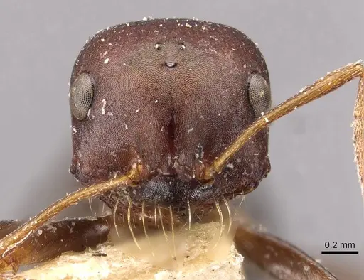 Melophorus wheeleri - CASENT0909827