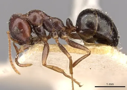 Melophorus wheeleri - CASENT0909827