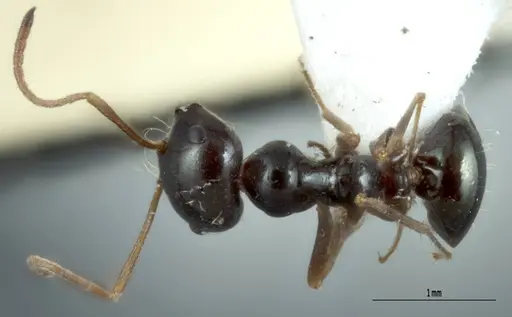 Melophorus wheeleri - JDM32-001883