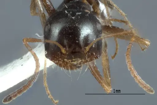 Melophorus wheeleri - JDM32-001883