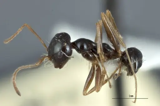 Melophorus wheeleri - JDM32-001883