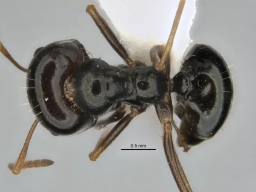 Melophorus wheeleri - JDM32-001885