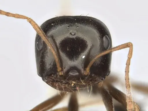 Melophorus wheeleri - JDM32-001885