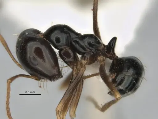 Melophorus wheeleri - JDM32-001885