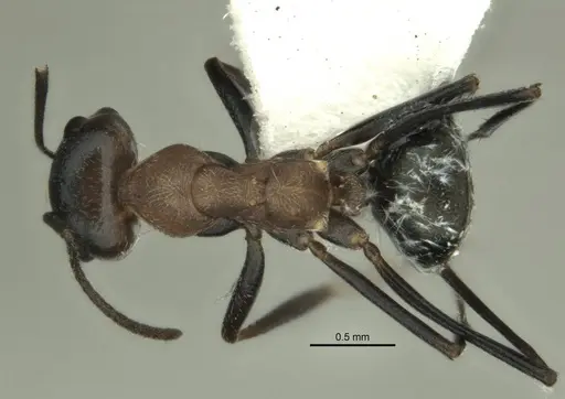 Melophorus xouthos specimen