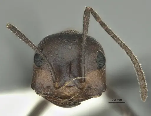 Melophorus xouthos specimen