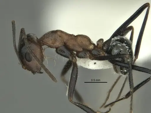 Melophorus xouthos specimen