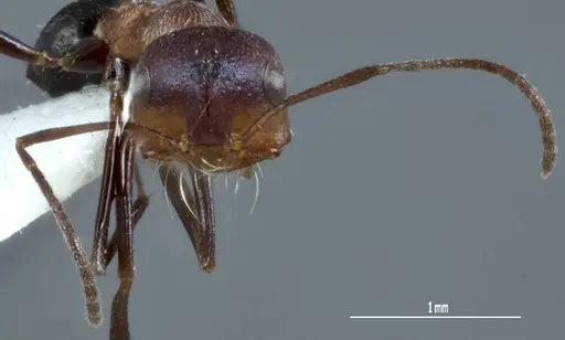 Melophorus xouthos - JDM32-004852-2