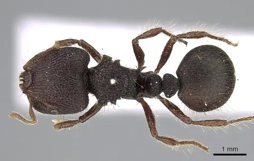 Meranoplus ajax specimen