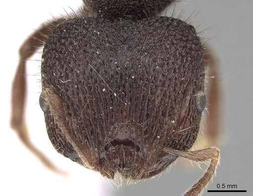 Meranoplus ajax specimen