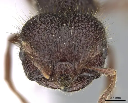 Meranoplus ajax specimen