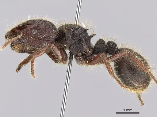 Meranoplus ajax - CASENT0317389