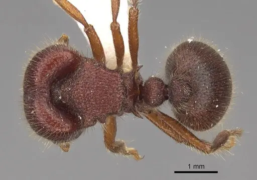 Meranoplus ajax - CASENT0922904