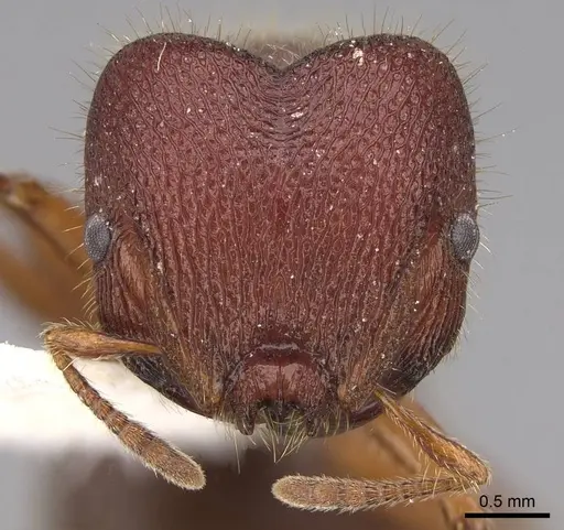 Meranoplus ajax - CASENT0922904