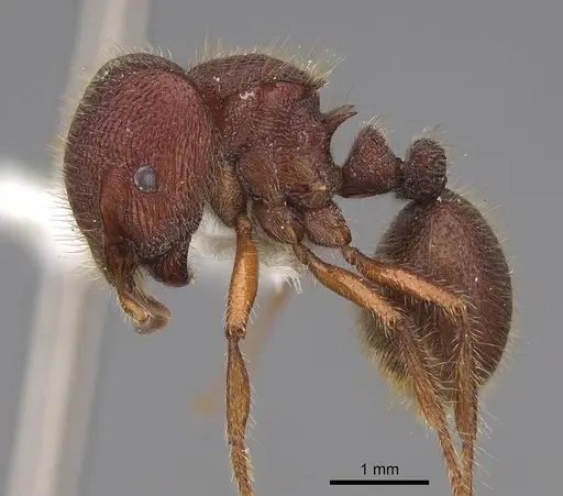 Meranoplus ajax - CASENT0922904