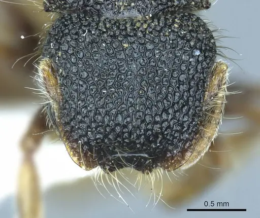 Meranoplus angustinodis specimen