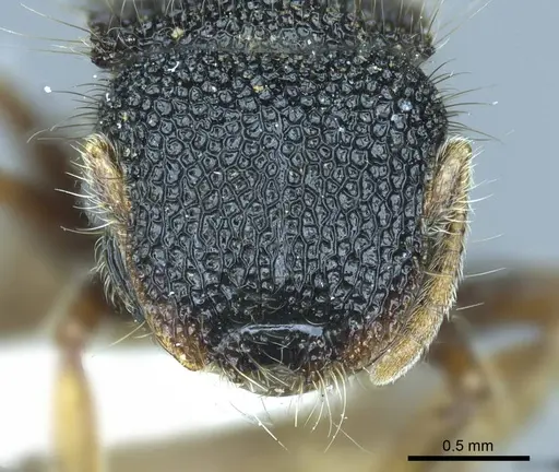 Meranoplus angustinodis specimen