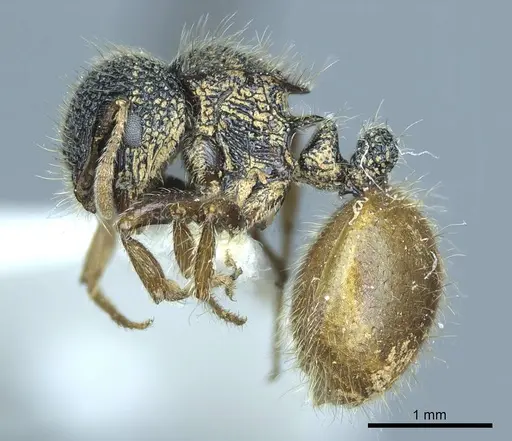 Meranoplus angustinodis - CASENT0919714