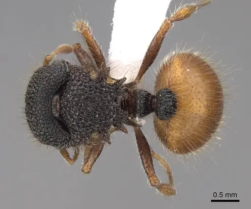 Meranoplus angustinodis - CASENT0922908