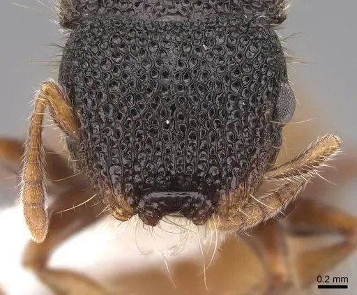 Meranoplus angustinodis - CASENT0922908