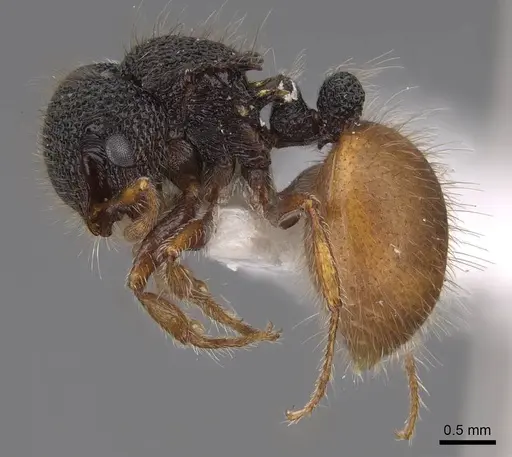 Meranoplus angustinodis - CASENT0922908