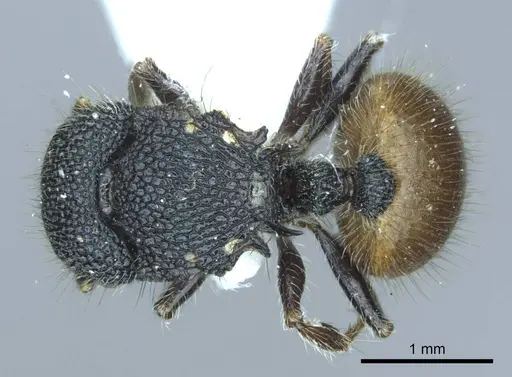 Meranoplus arcuatus specimen
