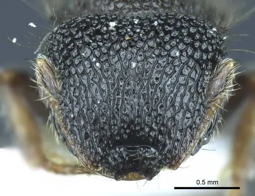 Meranoplus arcuatus specimen