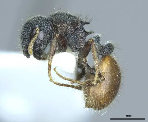 Meranoplus arcuatus specimen