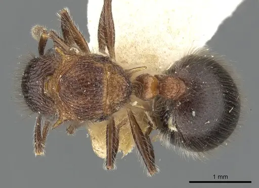 Meranoplus armatus specimen