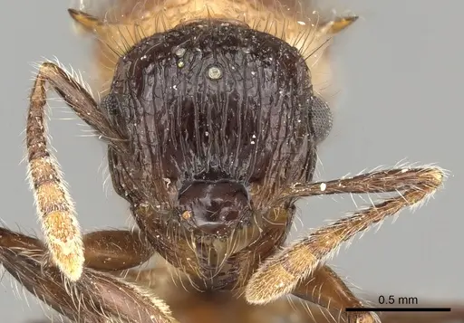 Meranoplus armatus specimen