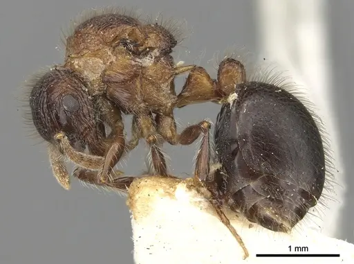 Meranoplus armatus specimen