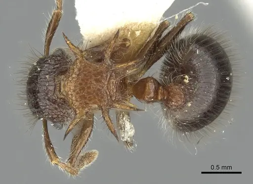 Meranoplus armatus - CASENT0902042