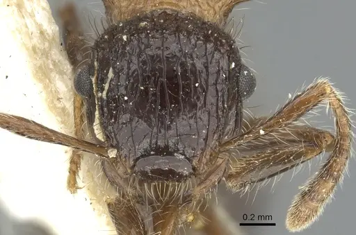 Meranoplus armatus - CASENT0902042