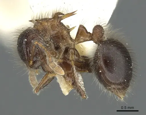 Meranoplus armatus - CASENT0902042