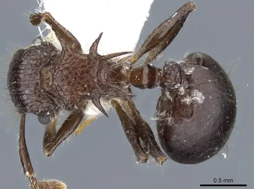 Meranoplus armatus - CASENT0904686