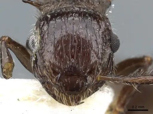 Meranoplus armatus - CASENT0904686