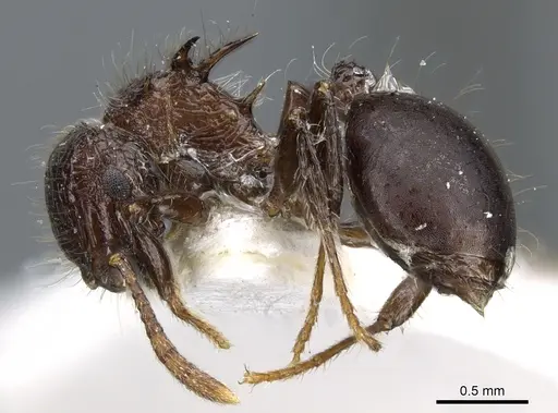 Meranoplus armatus - CASENT0904686