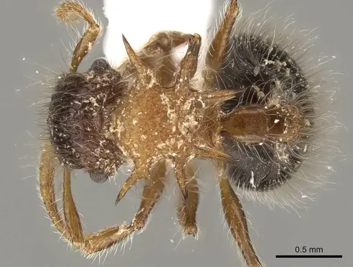Meranoplus armatus - CASENT0914052