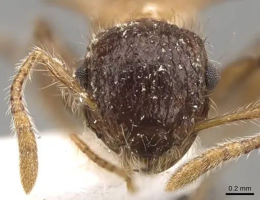 Meranoplus armatus - CASENT0914052