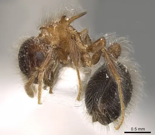 Meranoplus armatus - CASENT0914052