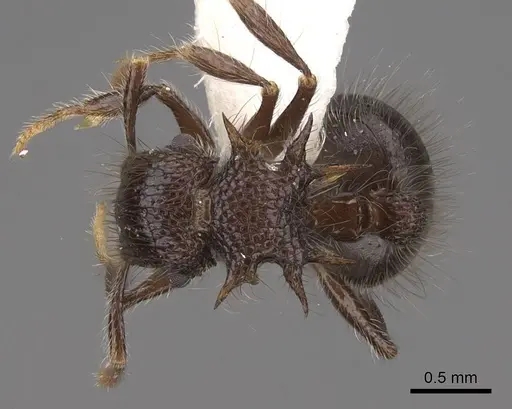 Meranoplus armatus - CASENT0922936